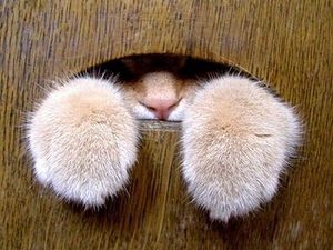 a cute cat photo that is cute