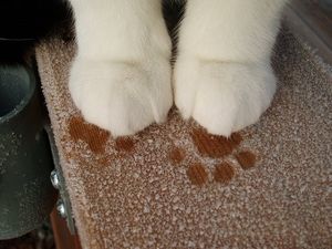 a cute cat photo that is cute