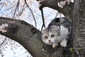 a cute cat photo that is cute