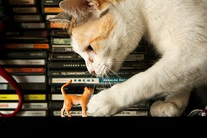 a cute cat photo that is cute