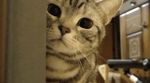 a cute cat photo that is cute