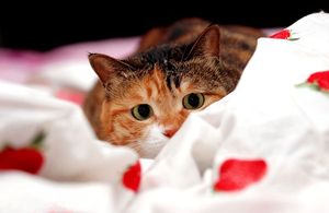 a cute cat photo that is cute