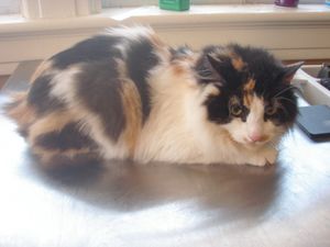a cute cat photo that is cute