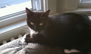 a cute cat photo that is cute