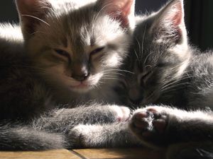 a cute cat photo that is cute