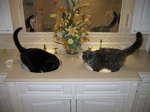a cute cat photo that is cute