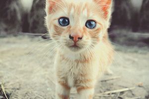 a cute cat photo that is cute