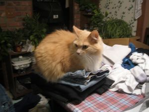 a cute cat photo that is cute
