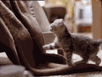 a cute cat photo that is cute