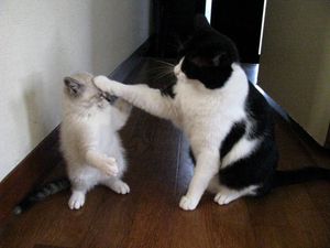 a cute cat photo that is cute