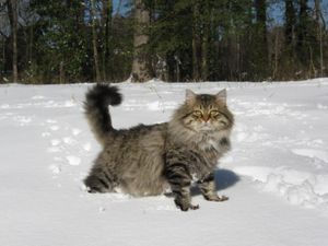 a cute cat photo that is cute