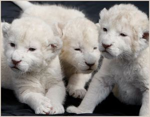 a cute cat photo that is cute