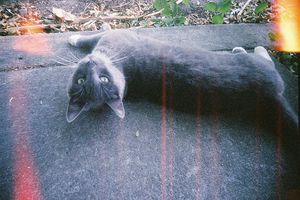 a cute cat photo that is cute