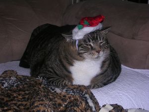 a cute cat photo that is cute