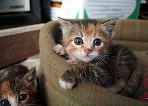 a cute cat photo that is cute