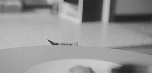 a cute cat photo that is cute