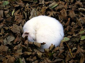 a cute cat photo that is cute