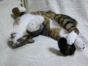 a cute cat photo that is cute