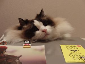 a cute cat photo that is cute