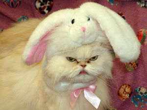 a cute cat photo that is cute