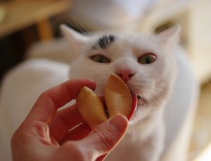 a cute cat photo that is cute