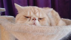 a cute cat photo that is cute