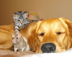 a cute cat photo that is cute