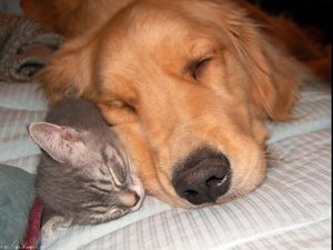 a cute cat photo that is cute
