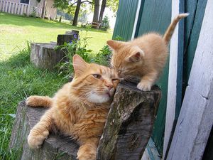 a cute cat photo that is cute