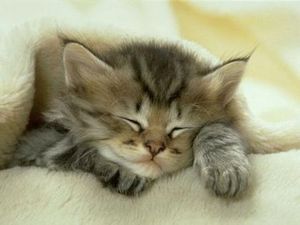 a cute cat photo that is cute