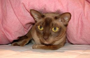 a cute cat photo that is cute