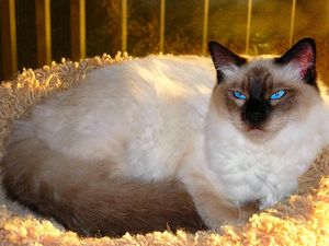 a cute cat photo that is cute