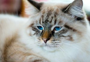 a cute cat photo that is cute