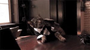 a cute cat photo that is cute
