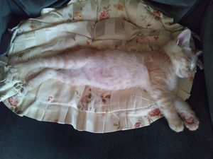 a cute cat photo that is cute