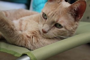 a cute cat photo that is cute