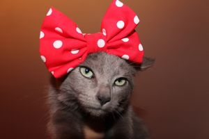 a cute cat photo that is cute