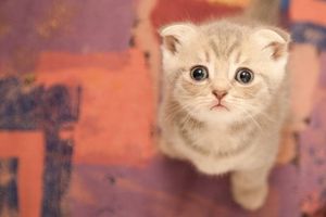 a cute cat photo that is cute