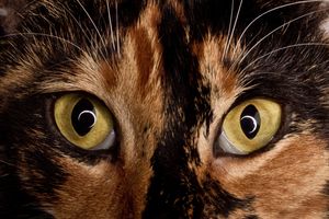 a cute cat photo that is cute