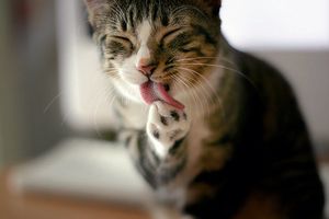 a cute cat photo that is cute