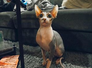 a cute cat photo that is cute