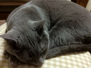 a cute cat photo that is cute