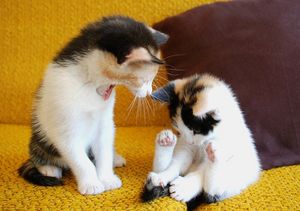 a cute cat photo that is cute