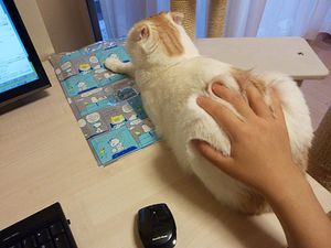a cute cat photo that is cute