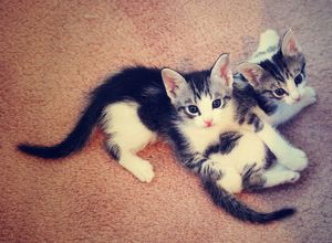 a cute cat photo that is cute
