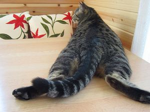 a cute cat photo that is cute