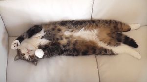 a cute cat photo that is cute