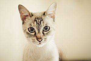 a cute cat photo that is cute