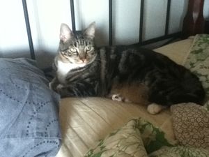 a cute cat photo that is cute