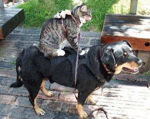 a cute cat photo that is cute